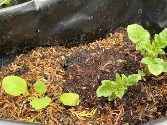 Young vegetable plants growing in mulch-covered garden bed