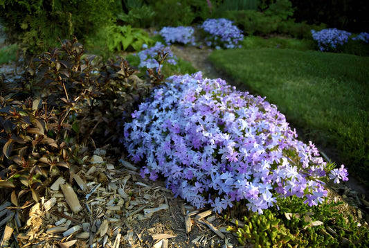 Best Mulch For Ohio Gardens And Flower Beds: Top Choices For Healthy Plants