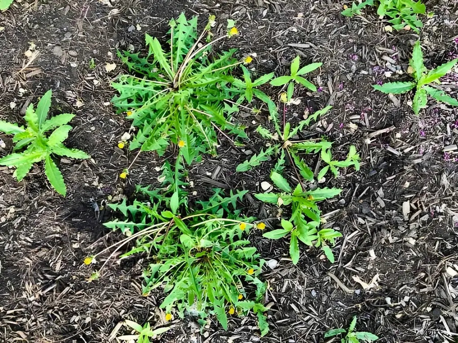 Weeds growing through mulch in garden bed