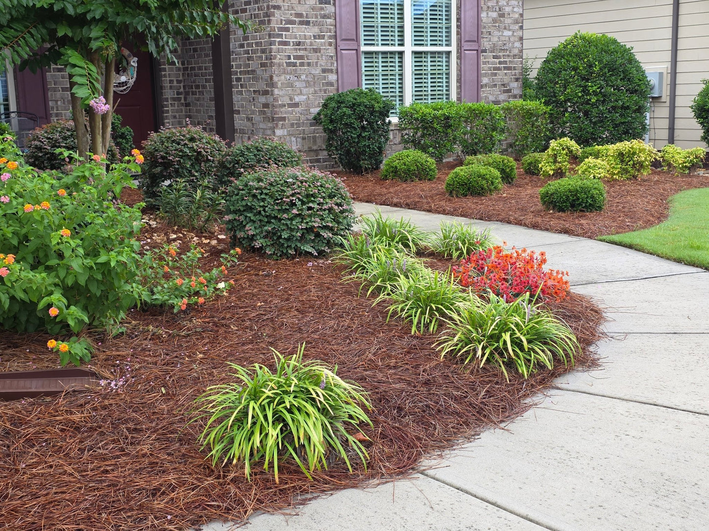 Pine Needles (Carolina) - Sagamore Companies - Mulch