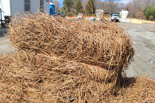 Pine Needles (Carolina)